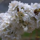 FLOR DEL CEREZO