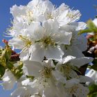 flor del cerezo