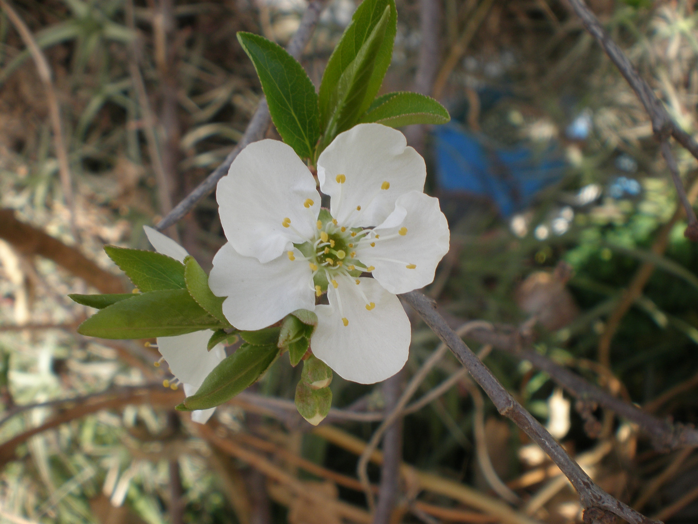 Flor del ciruelo