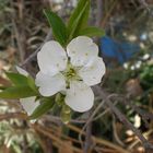 Flor del ciruelo