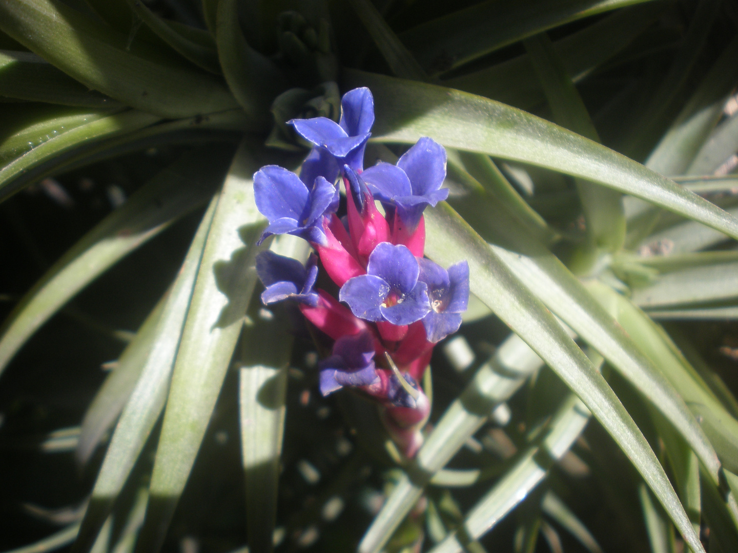 Flor del clavel de aire.