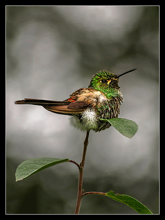 Flor del Colibri