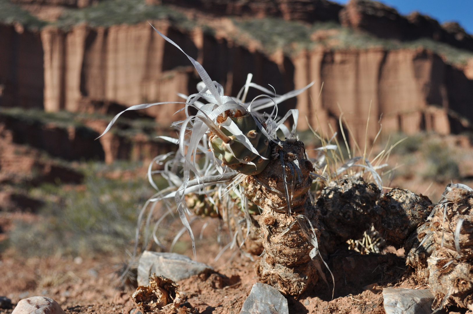 flor del desierto