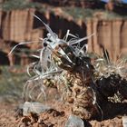 flor del desierto