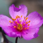 Flor del Desierto