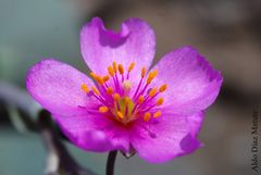 Flor del Desierto