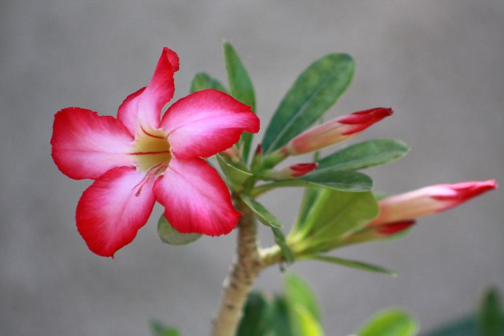 Flor del Desierto