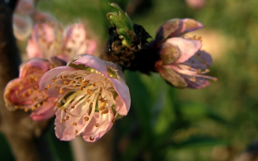 FLOR DEL DURAZNERO