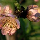 FLOR DEL DURAZNERO