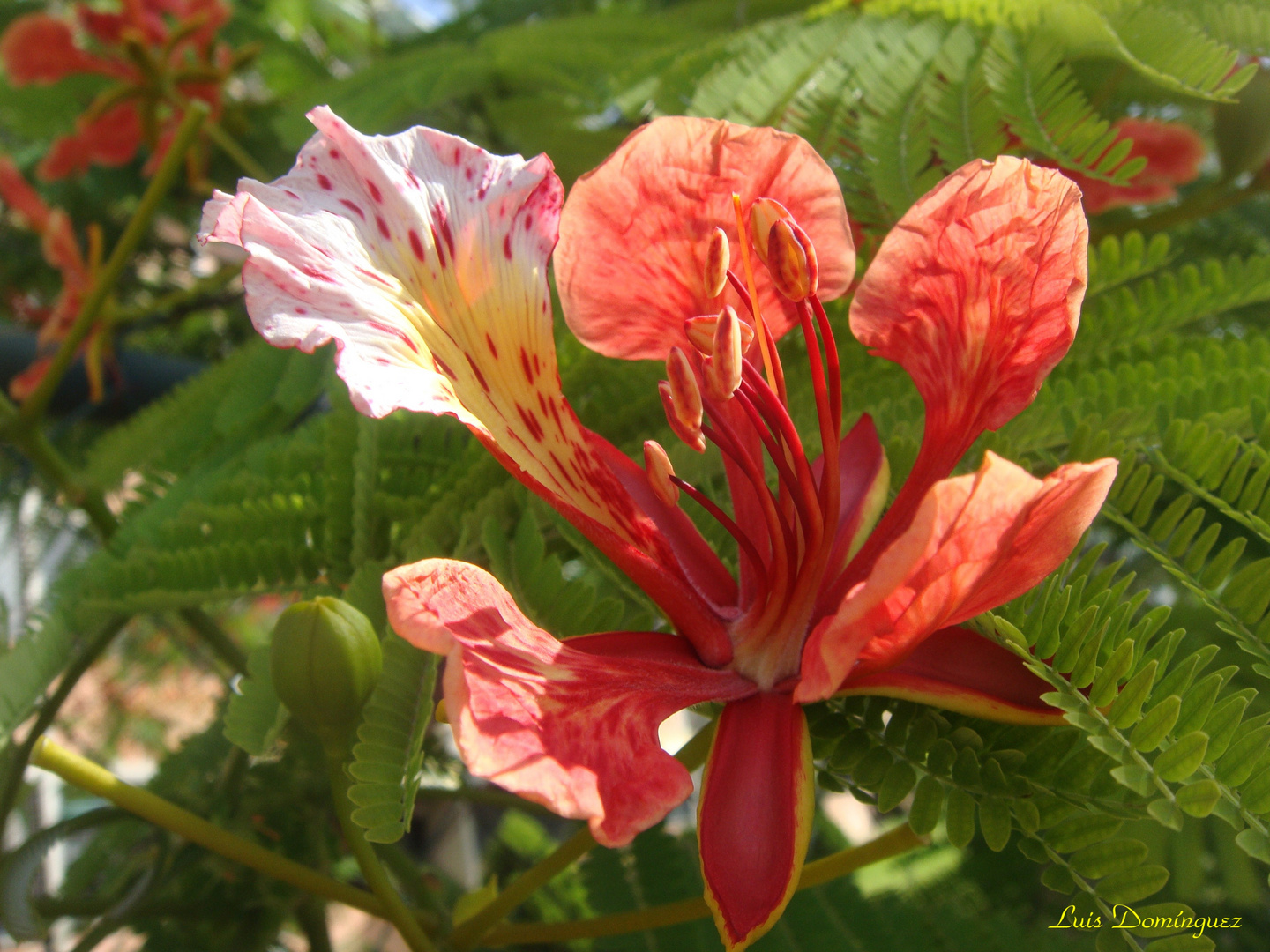 Flor del Flamboyán