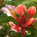 Flor del Flamboyán