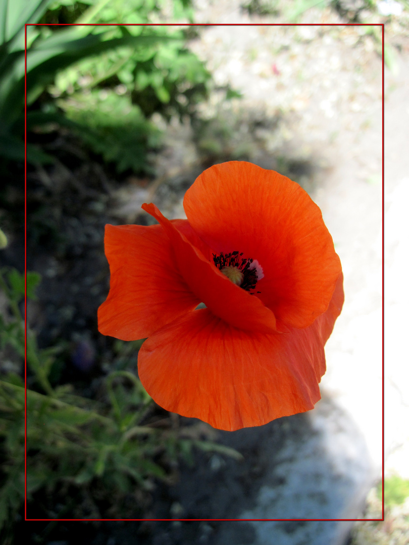 Flor del fuego / flower of fire / Feuerblume