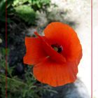 Flor del fuego / flower of fire / Feuerblume