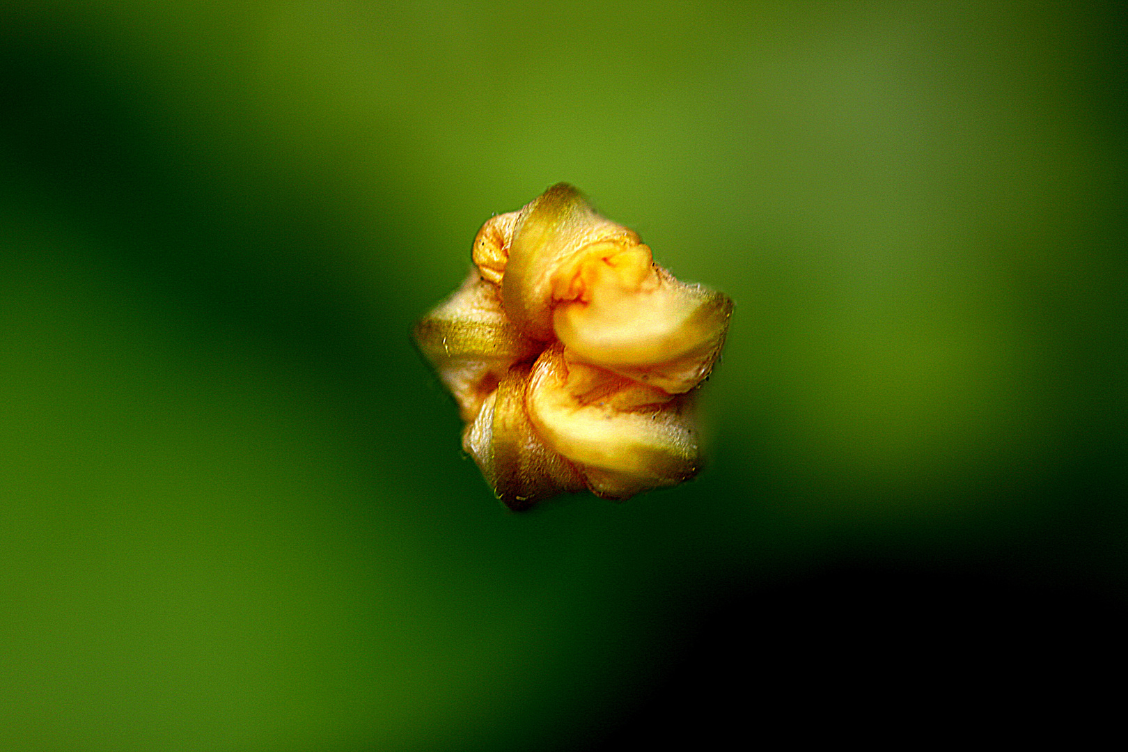 FLOR DEL GALAN DE NOCHE