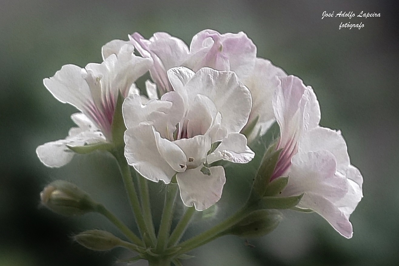 flor del geranio al atardecer