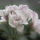flor del geranio al atardecer