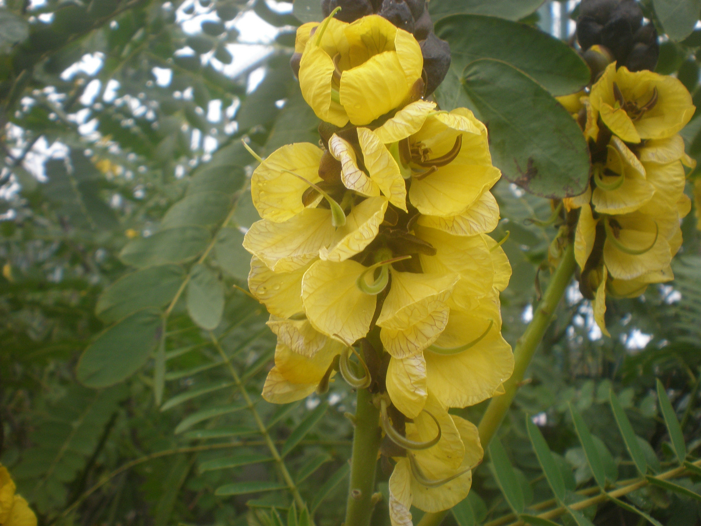 Flor del gofio.