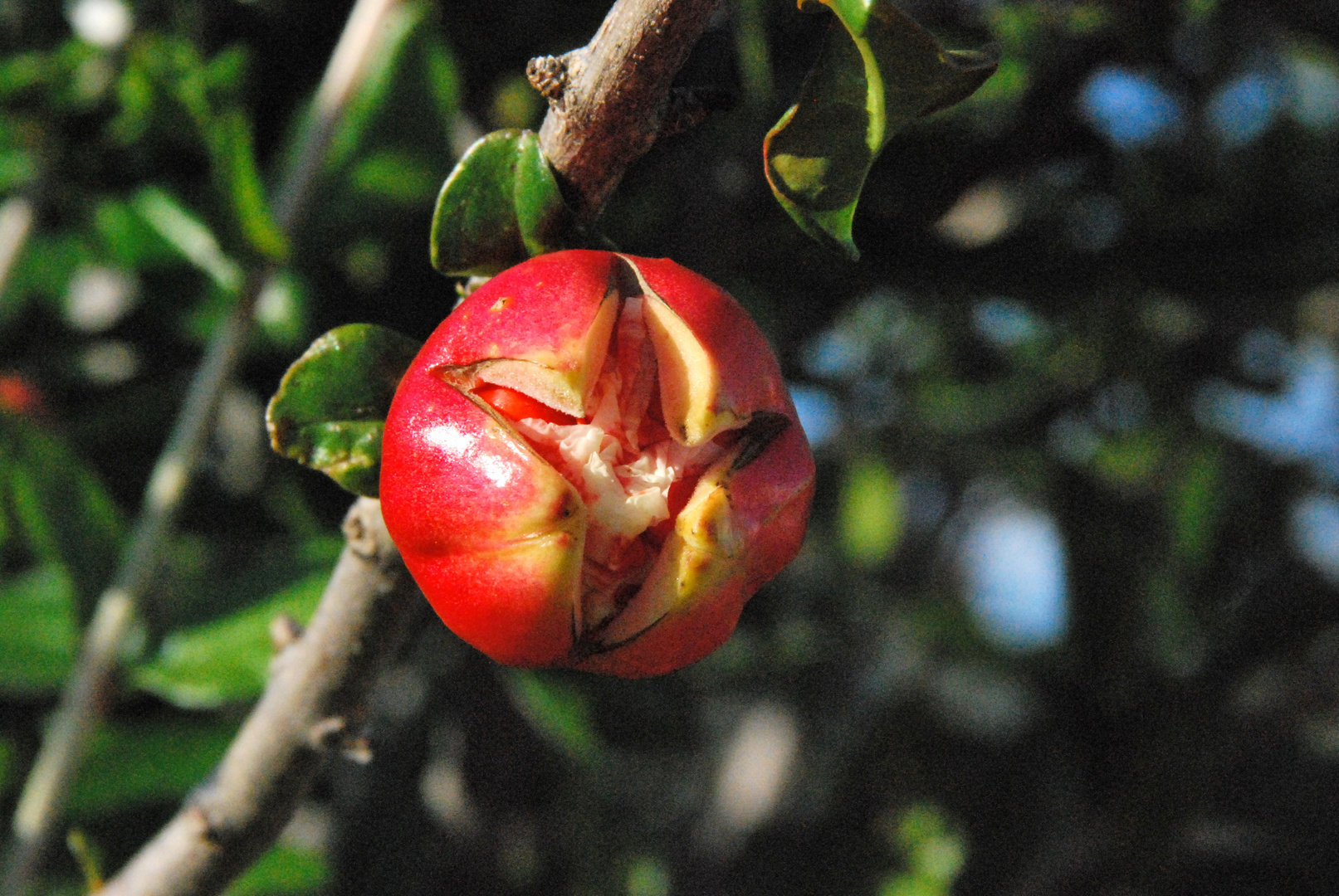 flor del granado