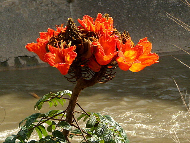 Flor del Guayre