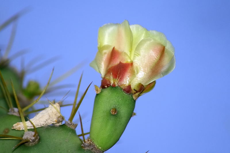 Flor del higo picon Imagen & Foto | frutos y semillas, plantas, jose cocinero Fotos de fotocommunity Flor del higo picon Imagen & Foto | frutos y semillas, plantas, jose cocinero Fotos de fotocommunity