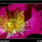 Flor del jardin botánico