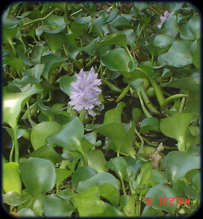 FLOR DEL LIRIO ACUATIICO