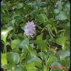 FLOR DEL LIRIO ACUATIICO