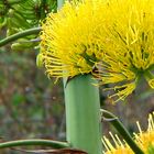 Flor del Maguey