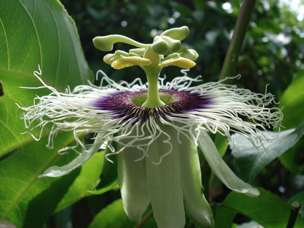 Flor del Maracuyá