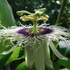 Flor del Maracuyá