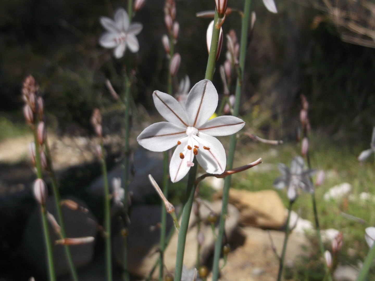 Flor del Mediterráneo