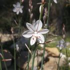 Flor del Mediterráneo