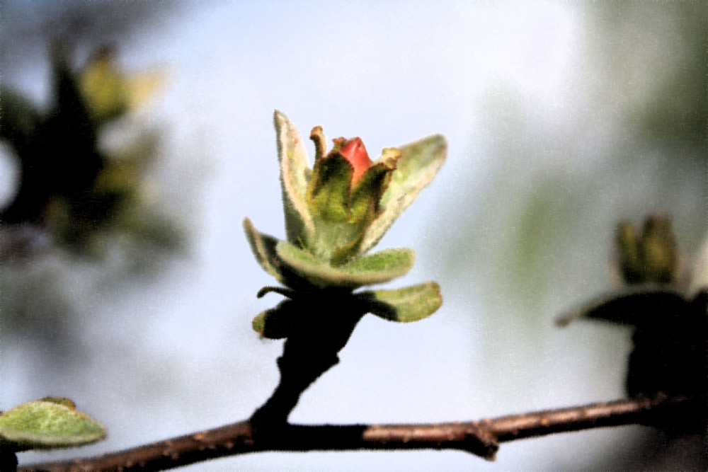 FLOR DEL MEMBRILLO