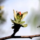 FLOR DEL MEMBRILLO