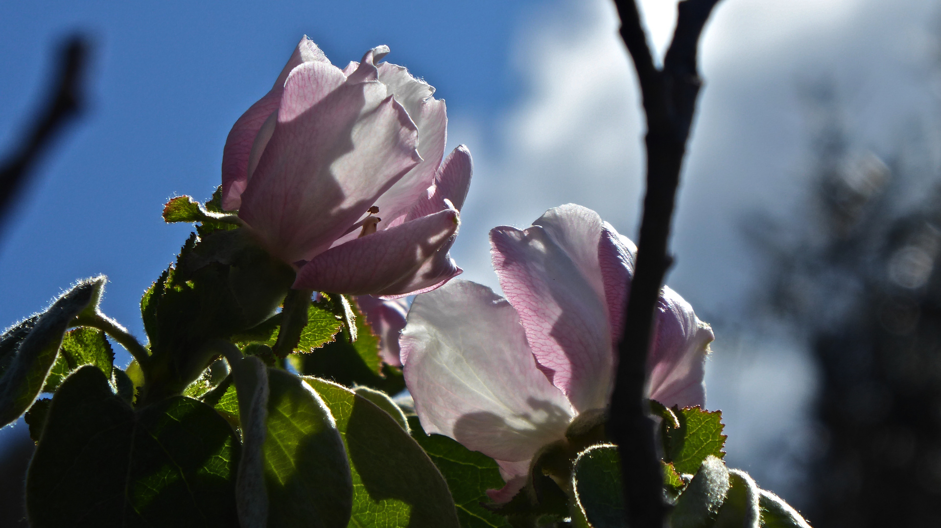 Flor del membrillo