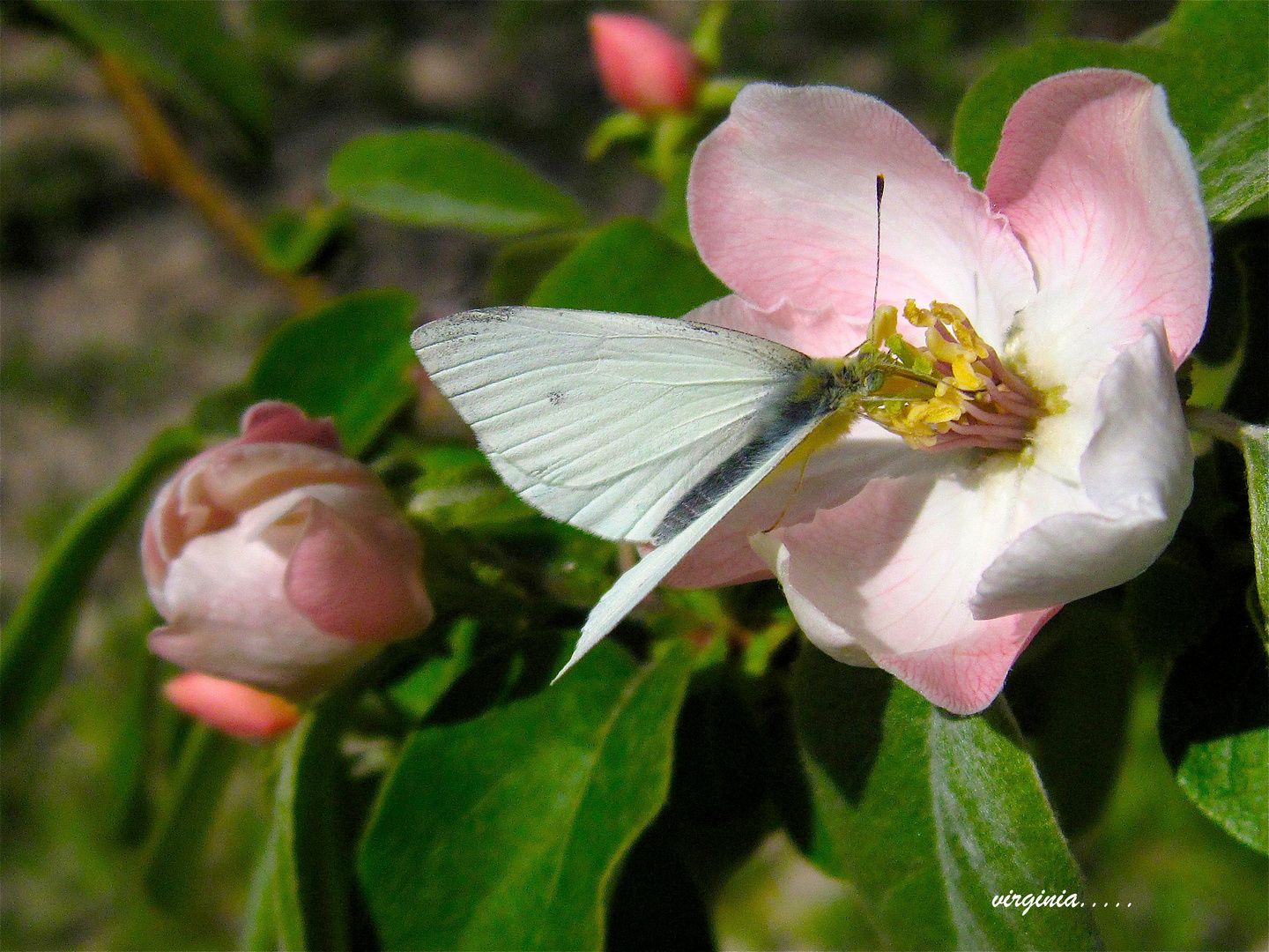 flor del membrillo y mariposa