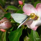 flor del membrillo y mariposa