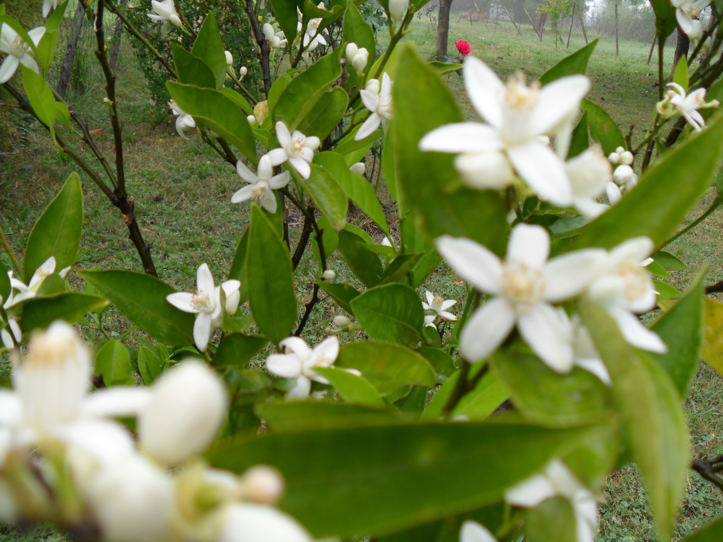 FLOR DEL NARANJO