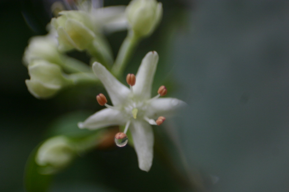 Flor del Palo Blanco