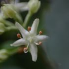 Flor del Palo Blanco