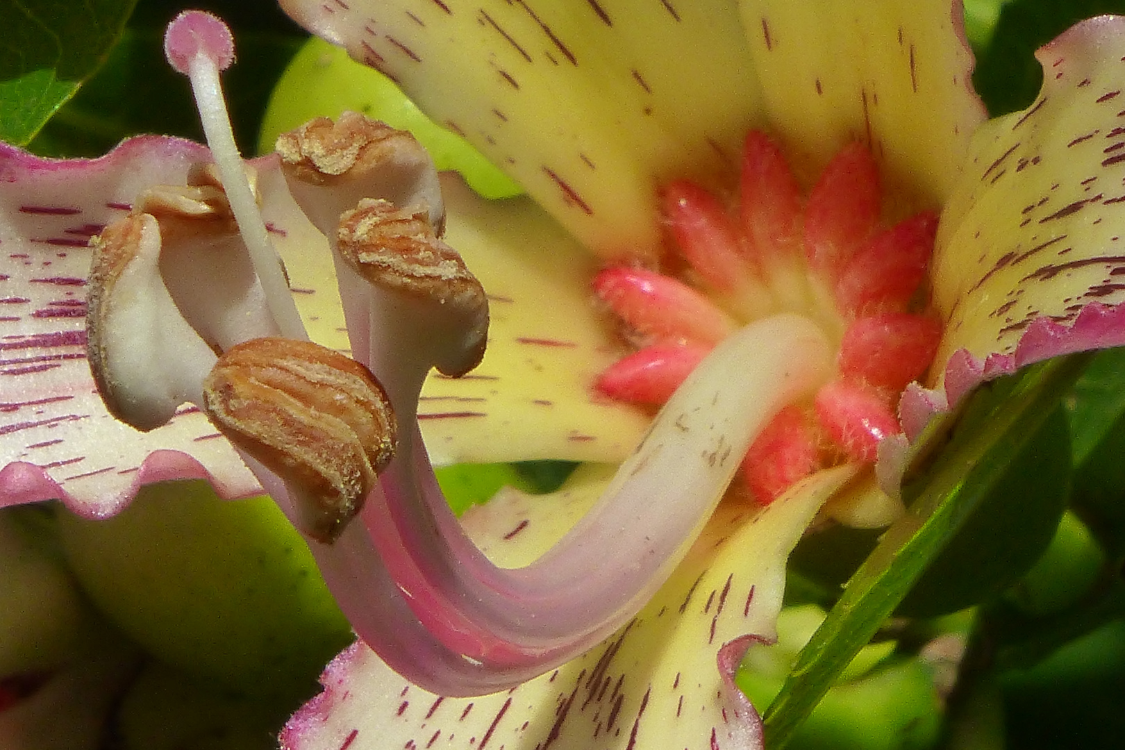 FLOR DEL PALO BORRACHO