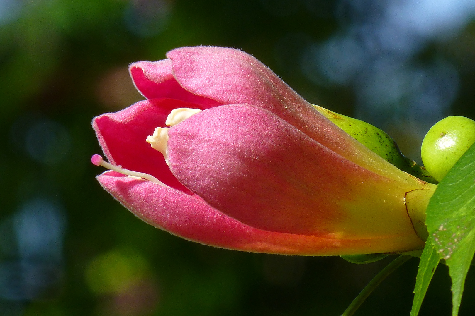 FLOR DEL PALO BORRACHO II