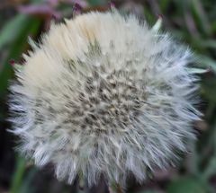 Flor del panadero