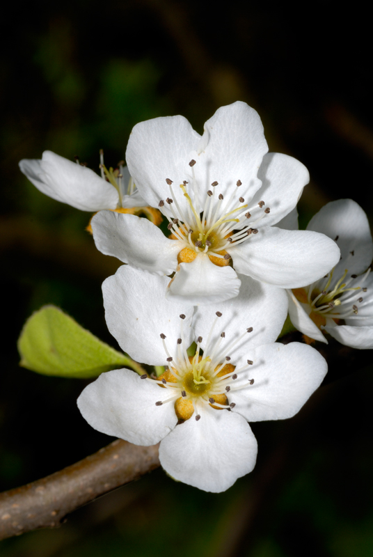 Flor del peral