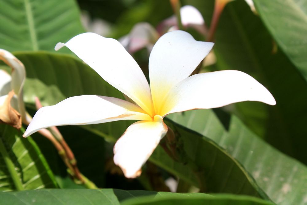 Flor del Sacalojucho