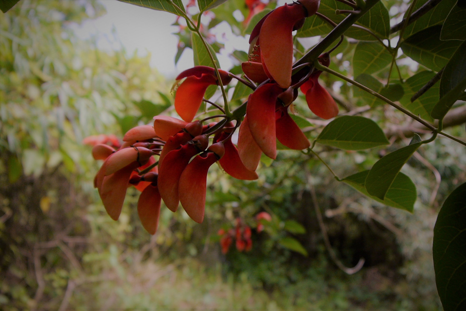 FLOR DEL SEIBO