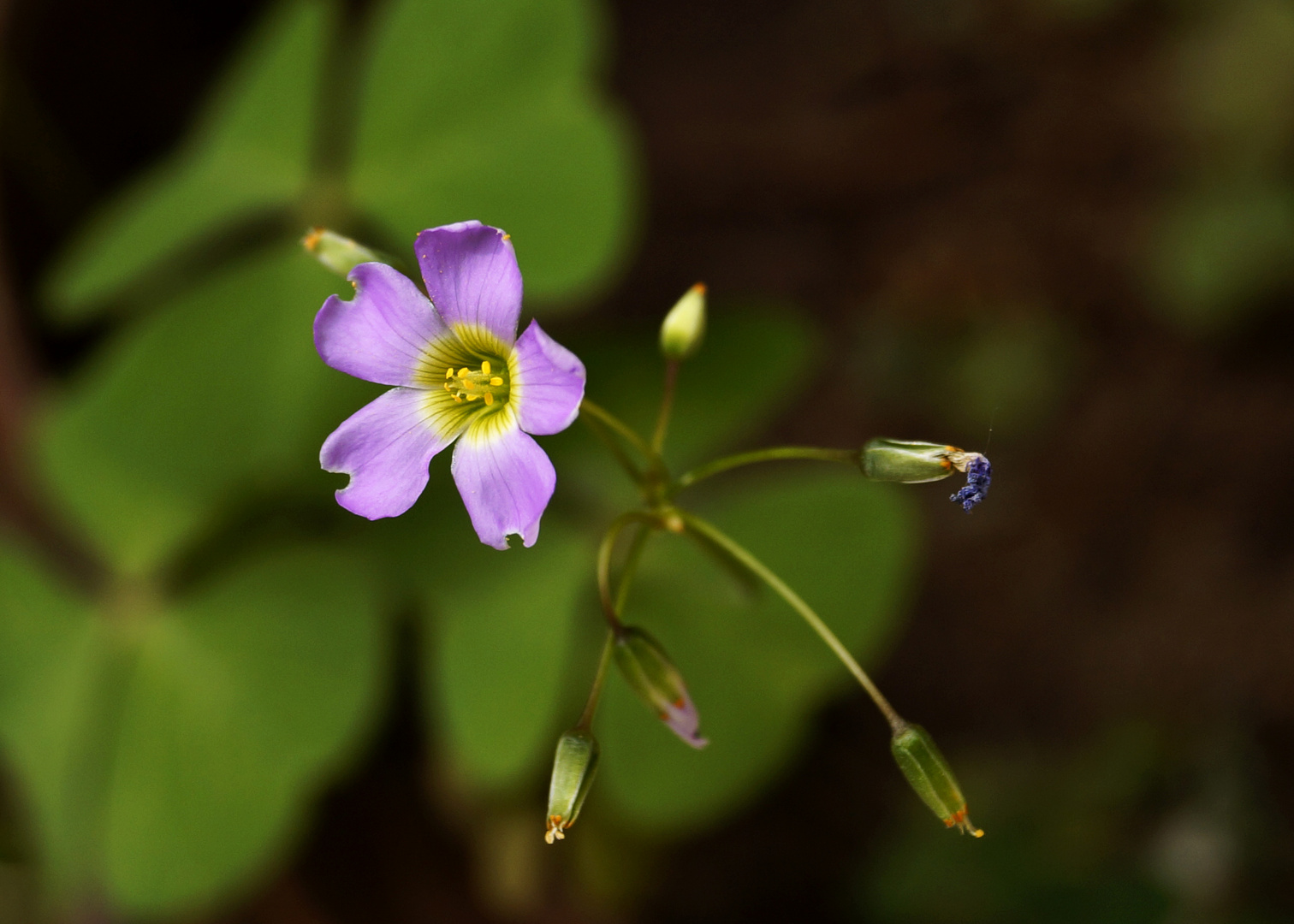 Flor del trébol