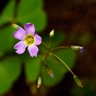 Flor del trébol