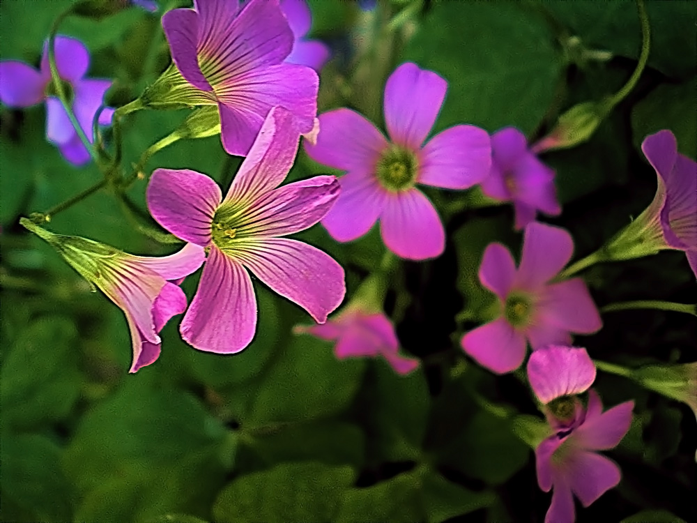 Flor del Trébol