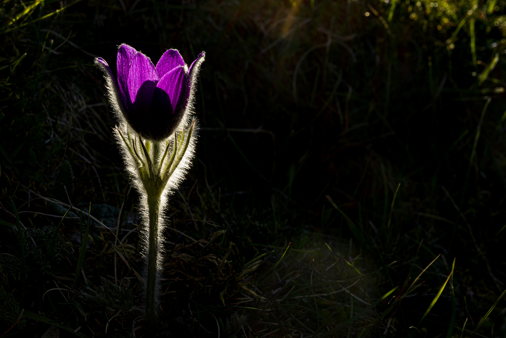 Flor del Viento